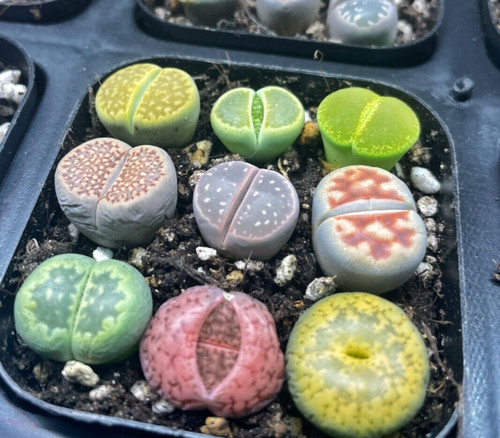 Colourful lithops 3pcs 4pcs - 3pcs,