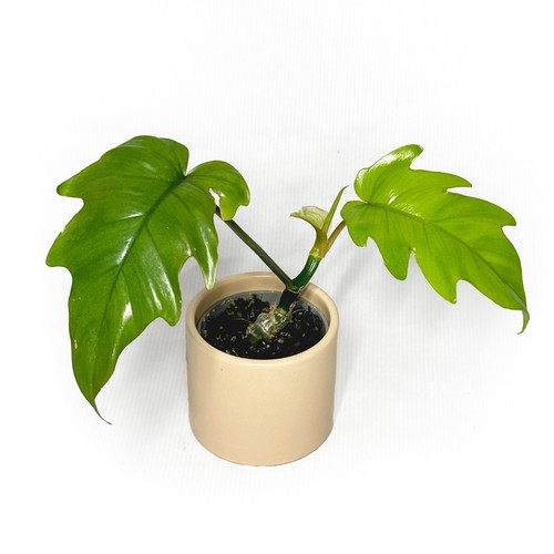 Philodendron mayoi 6cm - philodendron, pot-