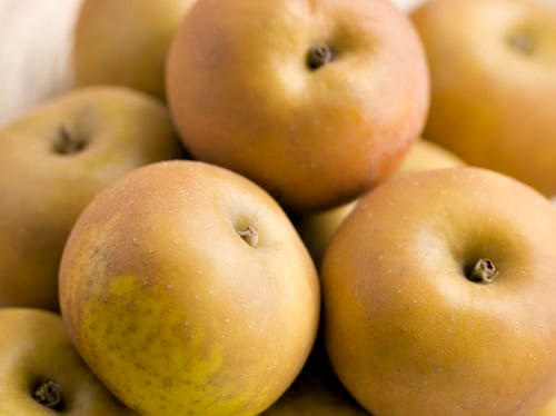 Russets apples old - russets, englisn