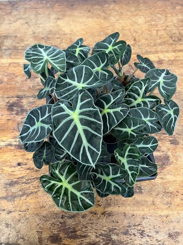 Alocasia balloon heart - ‘balloon, heart’