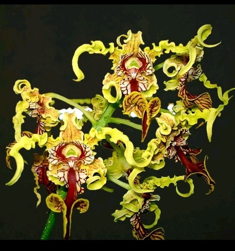 Dendrobium spectabile unique - dendrobium, spectabile.